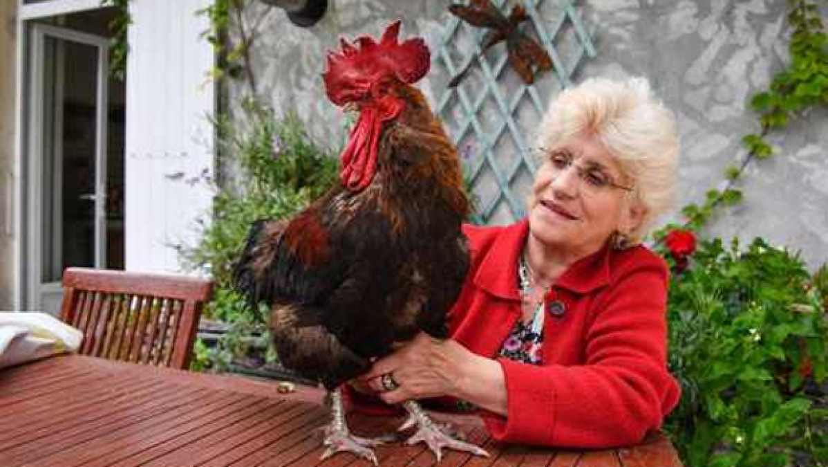 Vecinos demandan a Gallo por despertarlos