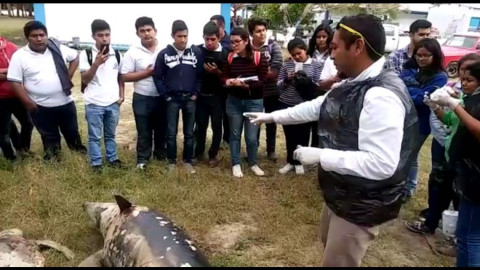 Realizan autopsia a delfín y tortuga encontrados muertos en Miramar