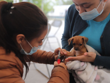 Plan de rescate: impacta positivamente Brigada de Salud Animal en su primer mes de servicio en Nuevo Laredo