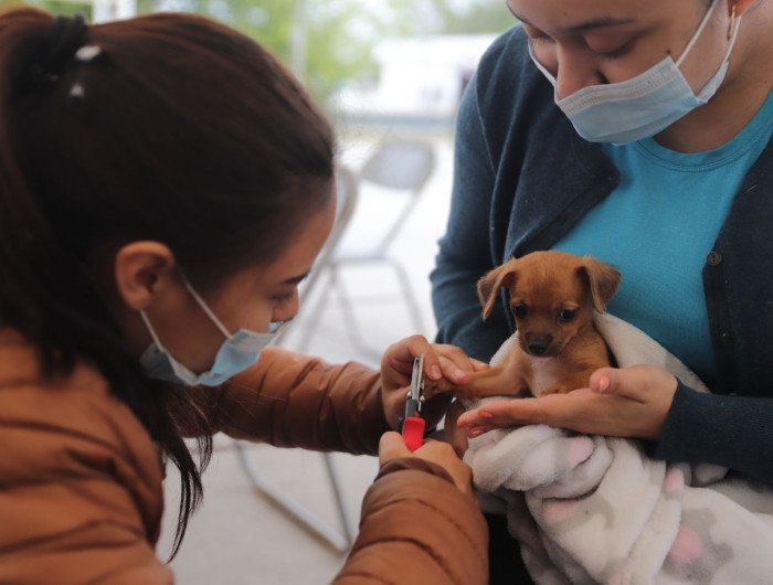 Plan de rescate: impacta positivamente Brigada de Salud Animal en su primer mes de servicio en Nuevo Laredo