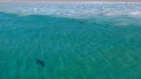 Tiburón es captado nadando a escasos metros de un grupo de menores