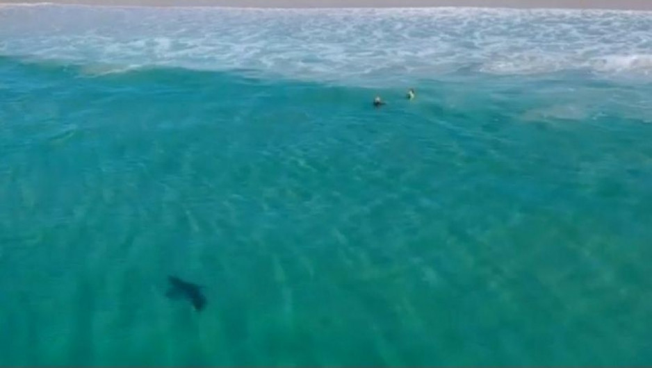 Tiburón es captado nadando a escasos metros de un grupo de menores