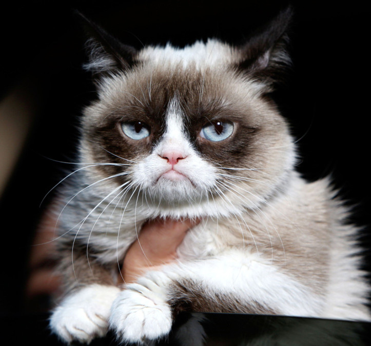 ¡Murió Grumpy Cat!