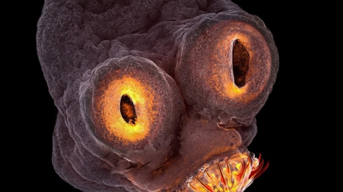 Estas microscópicas imágenes te sorprenderán