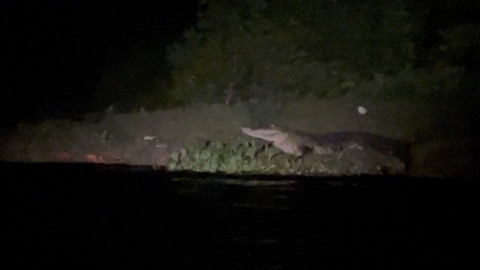 Realiza Comisión de Parques acciones previas al censo del cocodrilo moreletti