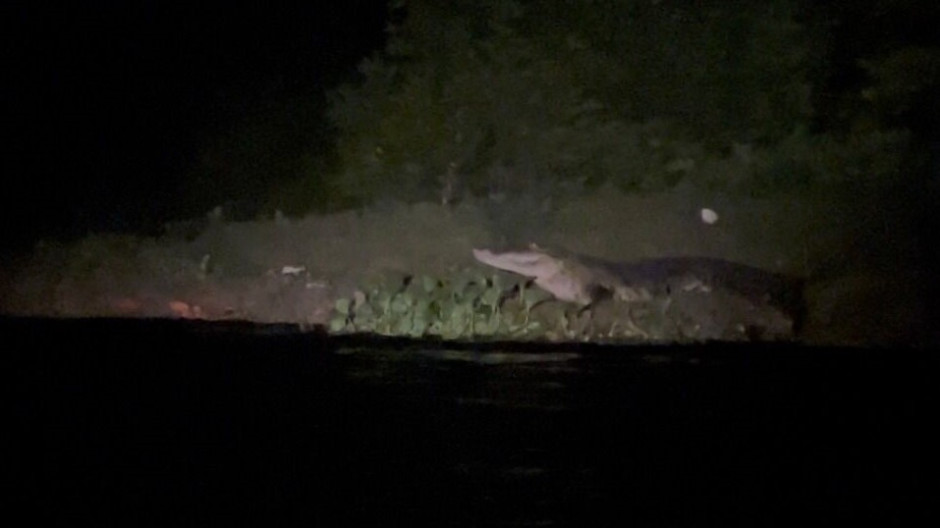 Realiza Comisión de Parques acciones previas al censo del cocodrilo moreletti