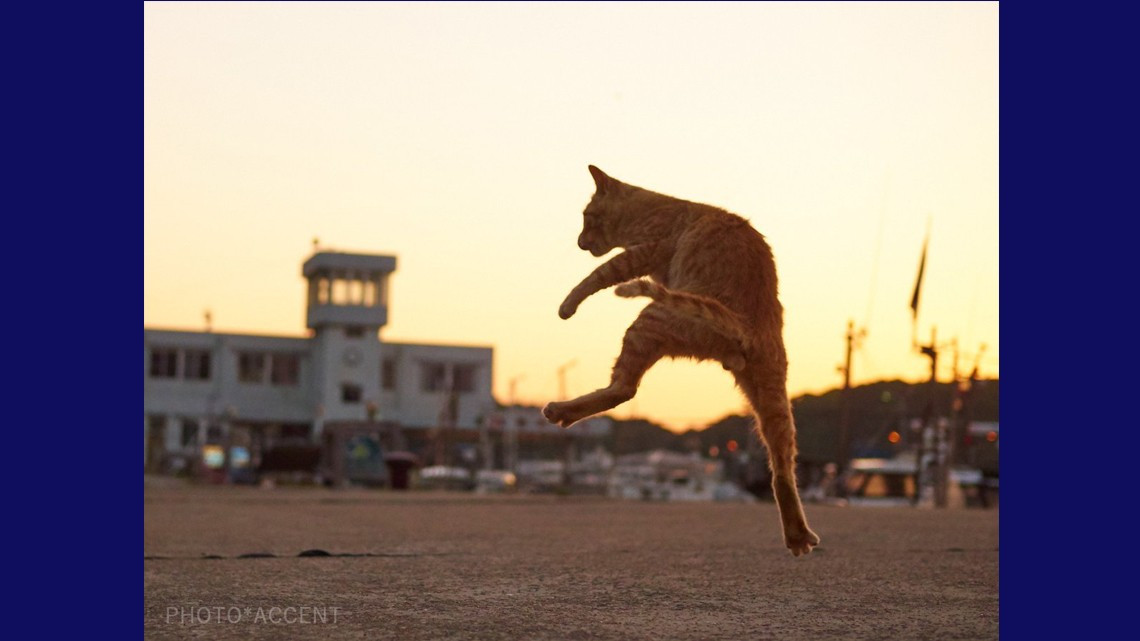Estos gatos no son ninjas, pero lo parecen