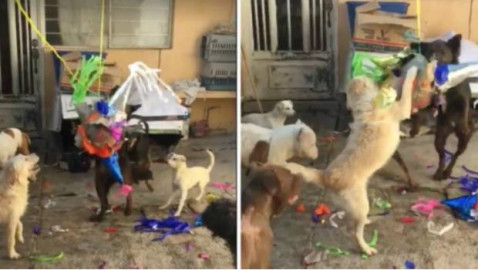 Perritos festejan Navidad con piñata llena de croquetas