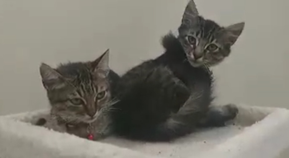 Invitan a campaña para esterilizar felinos 