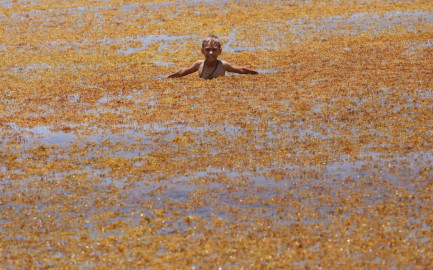¡Adió sargazo! Inicia la instalación de vallas en Cancún