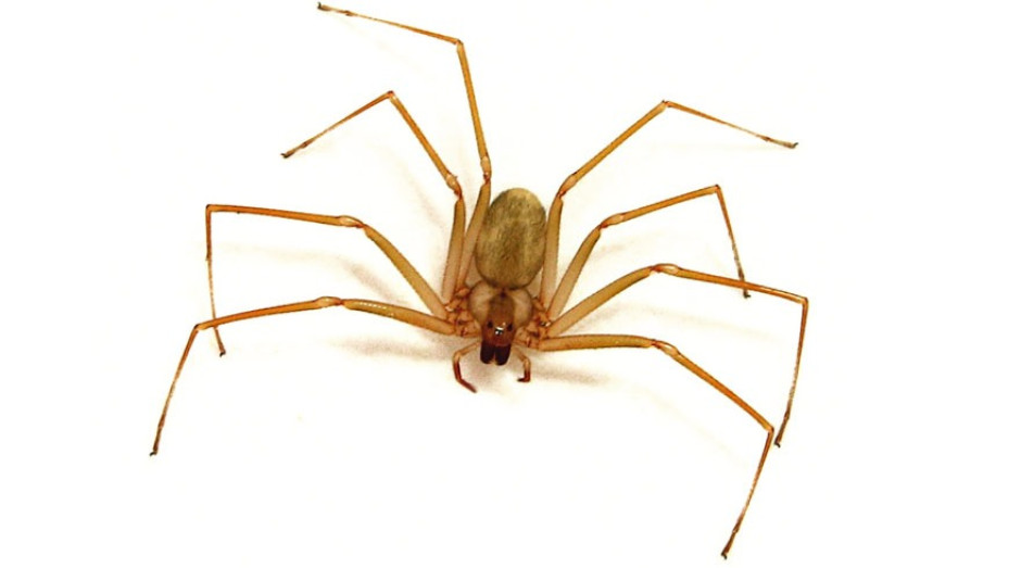 Mexicanos crean antídoto para el veneno de la araña violinista