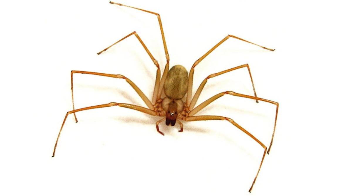 Mexicanos crean antídoto para el veneno de la araña violinista