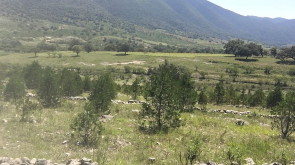 Reforestación traerá beneficios económicos