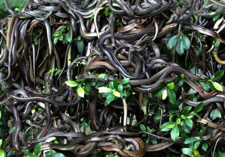 La isla que no podrás visitar nunca