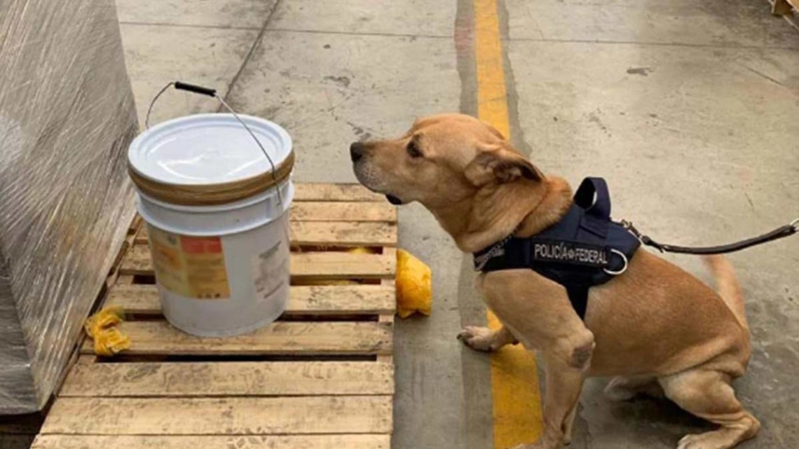 19 kilos de éxtasis en miel de abeja son asegurados por la PF