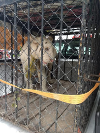 Trasladan a tigre al zoológico de Tamatán 