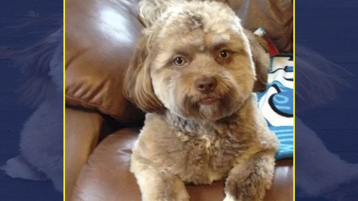 ¿Un perrito con cara de humano?