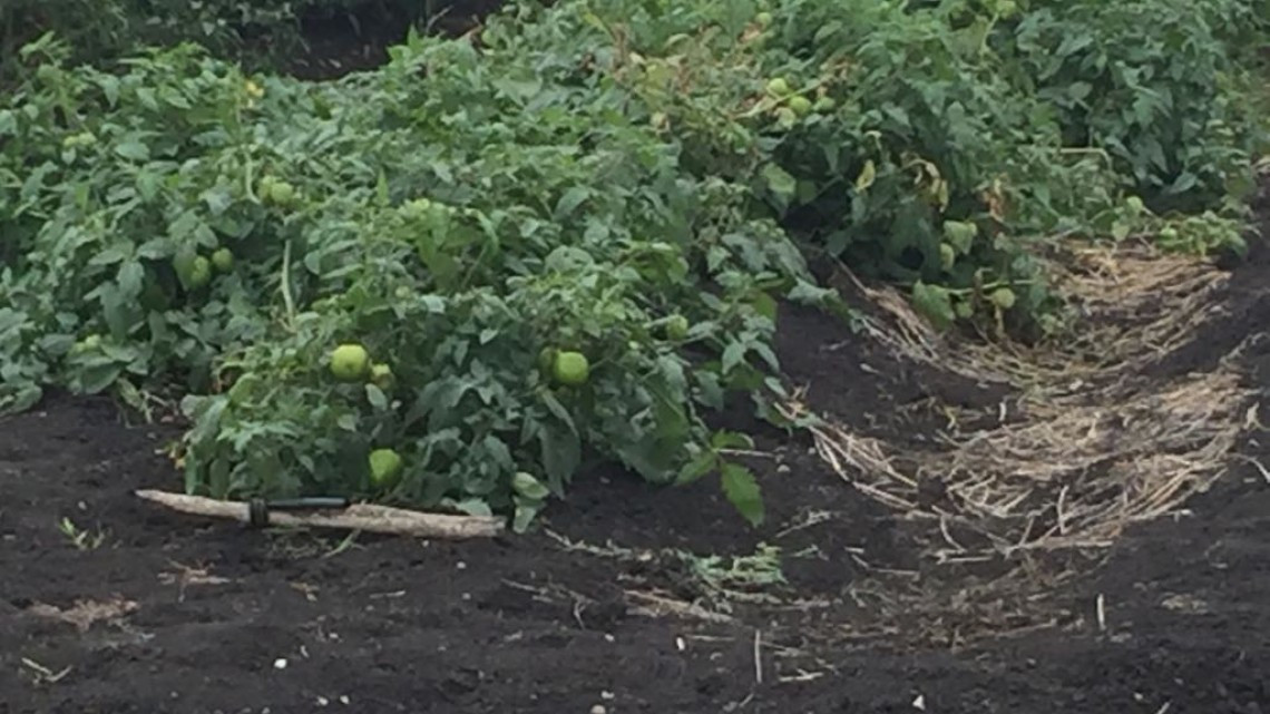 Lluvias generan esperanza en el campo agrícola y ganadero en el sur