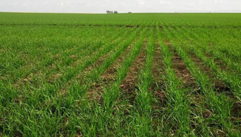  Lluvias benefician a los productores de Nuevo Laredo