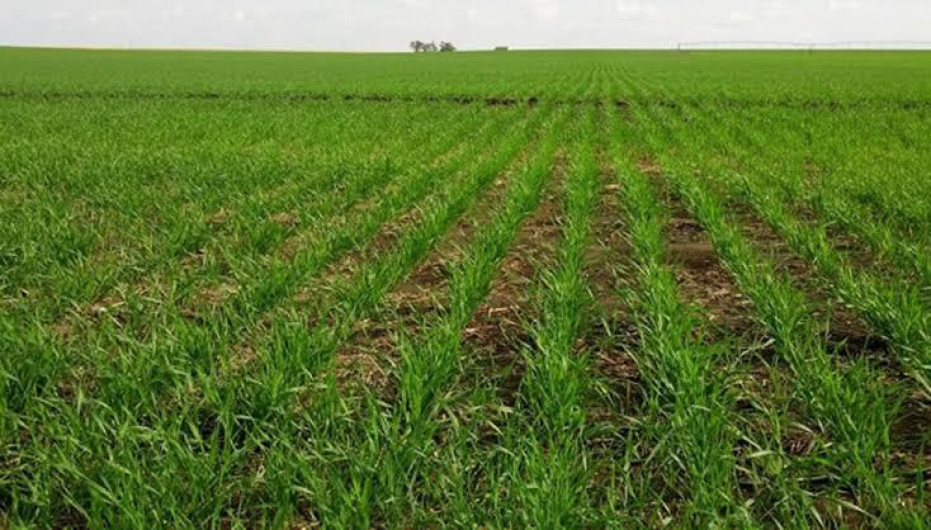  Lluvias benefician a los productores de Nuevo Laredo