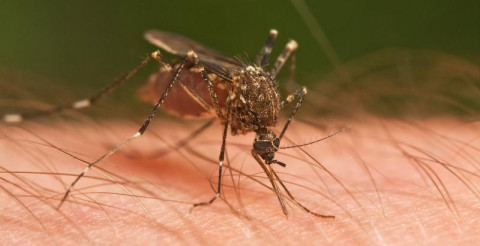 Brownsville en alerta por virus del Nilo