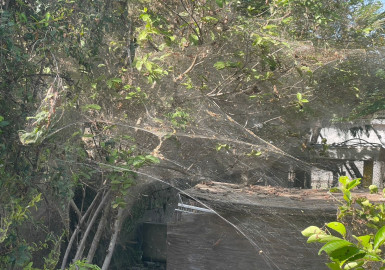 Disminuye araña tras fumigación en colonia Lázaro Cardenas
