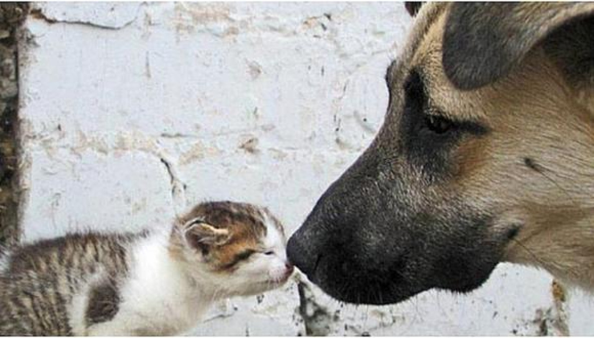 Aprueban en Perú proyecto de ley para esterilización de perros y gatos