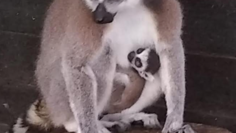 Comisión de Parques y Biodiversidad registra 17 nacimientos durante esta cuarentena