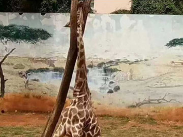 Jirafa muere atorada en árbol