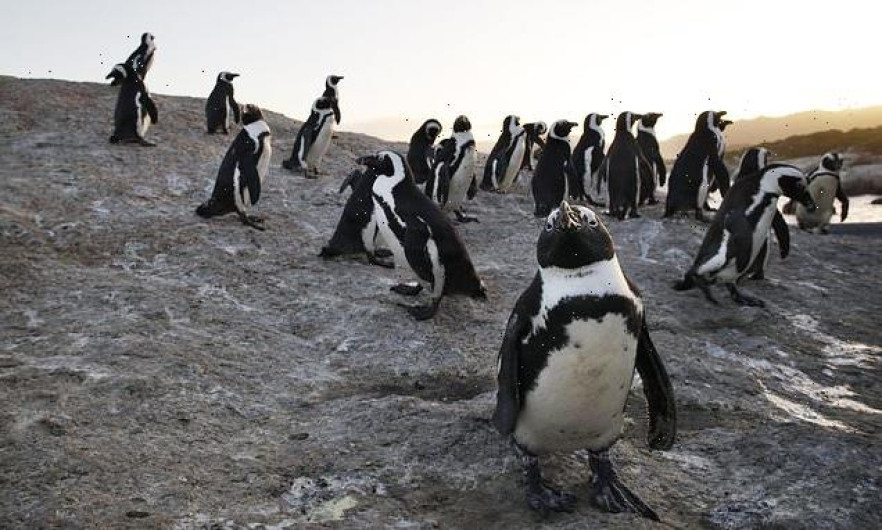 Mueren más de 60 pingüinos en peligro de extinción por ataque de abejas en Sudáfrica