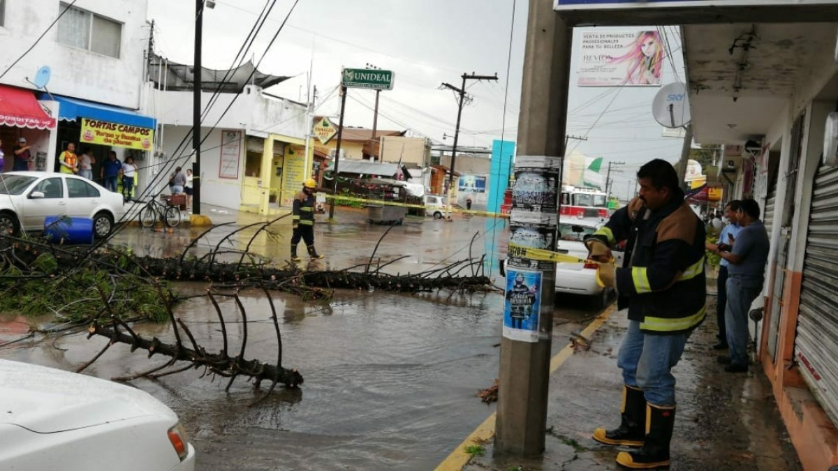 Entrada de frente frío ocasiona caída de árboles en Madero