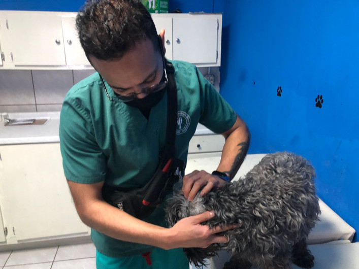 Calor y lluvia incrementa la presencia de garrapatas y pulgas en Nuevo Laredo 