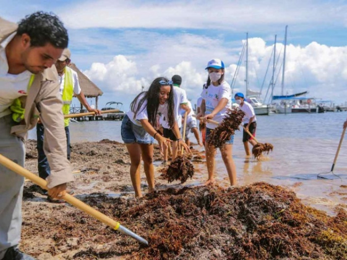 Presentan proyectos para convertir sargazo en combustible 