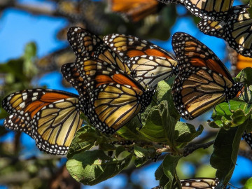 Invitan al Festival de la Mariposa Monarca en Gómez Farías
