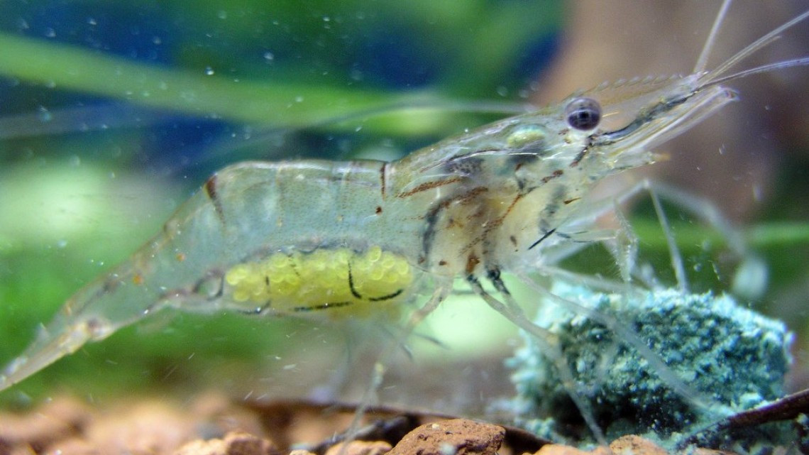 Animales transparentes que parecen fantásticos pero no lo son