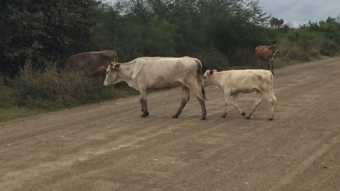 Falta de lluvia afecta al sector agrícola y ganadero del sur de Tamaulipas