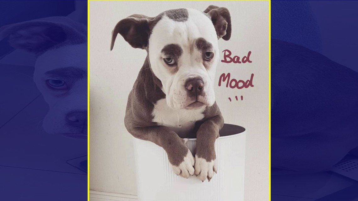 La perrita más "triste" de Internet