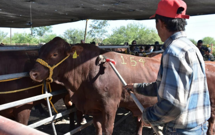 Gobierno del Estado invita al último evento de Mejoramiento Genético del año
