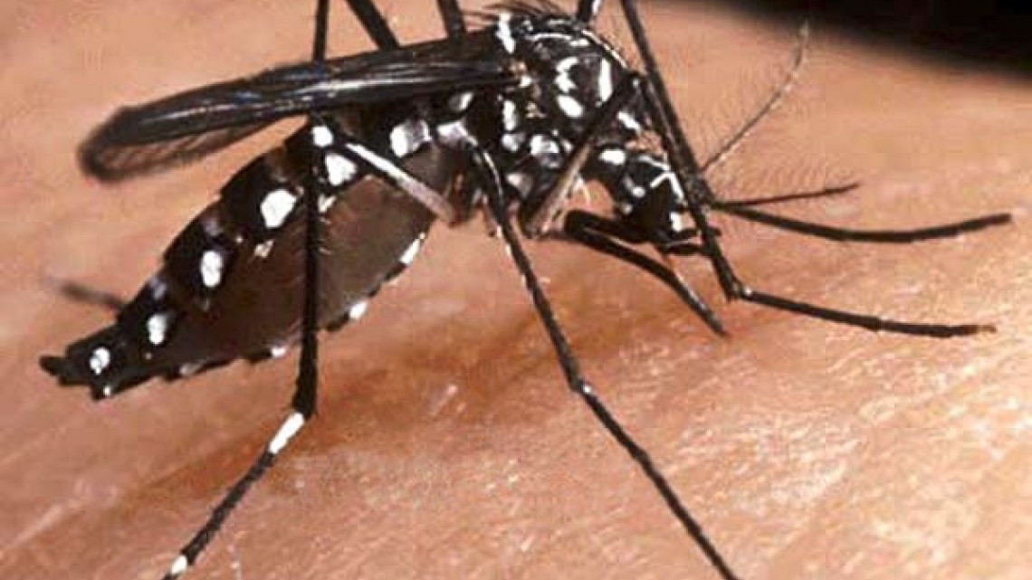 Tamaulipas no reporta casos de Zika o Chikungunya