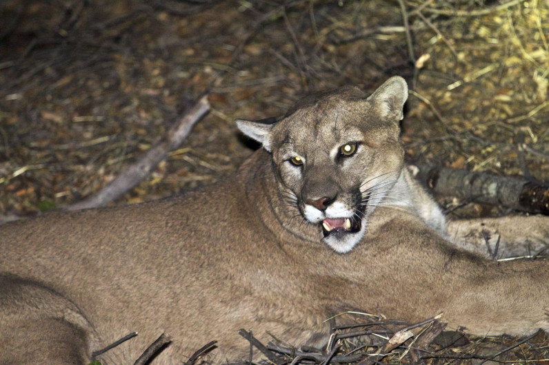 Puma ataca brutalmente a niño de 8 años en EU