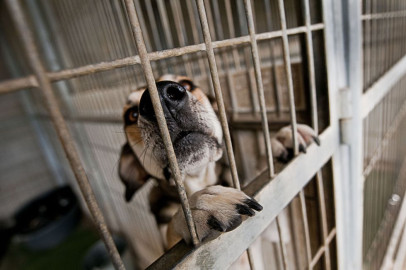 Protectora de animales solicita donación de alimentos y cobijas para mascotas en Nuevo Laredo 