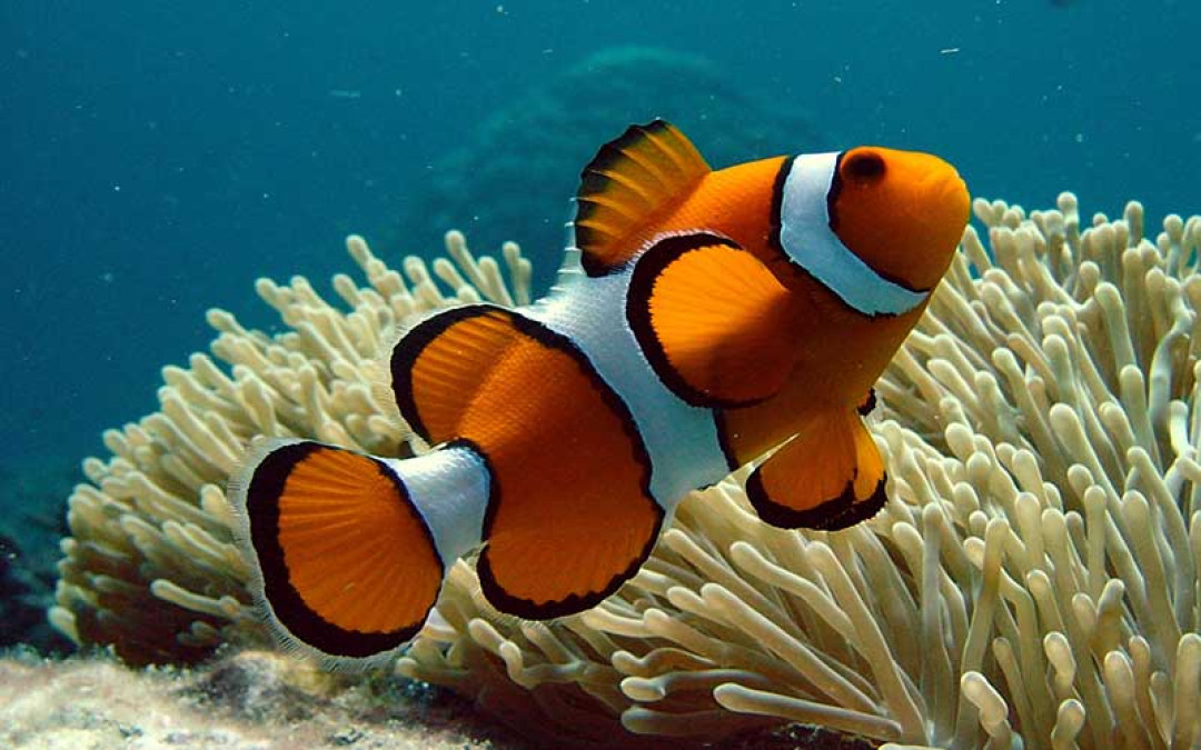 Buscar a Nemo se complica a causa del cambio climático